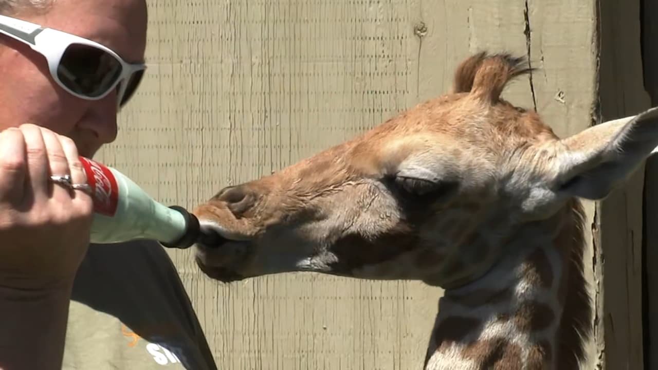 Safari West của Santa Rosa cho hươu cao cổ con bú sữa dê từ chai Coke để duy trì sự sống