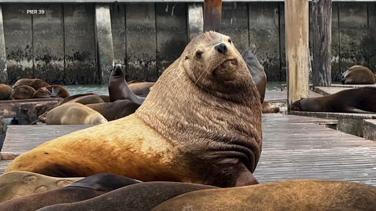 'Chonkers', sư tử biển khổng lồ đánh cắp trái tim tại Bến tàu 39 của San Francisco