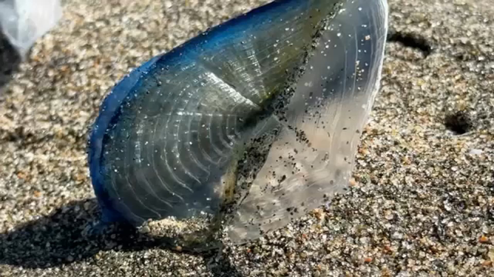 Velella velella: Những điều cần biết về sinh vật biển kỳ lạ dạt vào bãi biển Vùng Vịnh