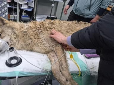 Người Hàn Quốc thở phào nhẹ nhõm khi con sói trốn thoát được đưa về sở thú an toàn