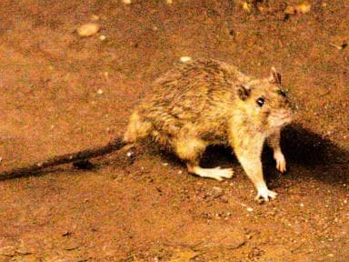 Nghi ngờ bùng phát virus hantavirus hiếm trên tàu du lịch ở Đại Tây Dương khiến 3 người thiệt mạng