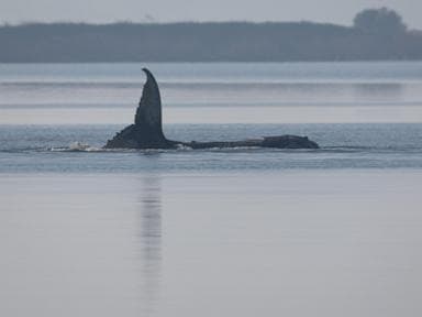 Những điều cần biết về Timmy, chú cá voi lưng gù bị bệnh và mắc cạn ở biển Baltic