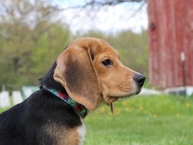 1.500 chú chó beagle sẽ có cuộc sống mới, vòng đua ấm áp sau khi được thả ra khỏi cơ sở nghiên cứu