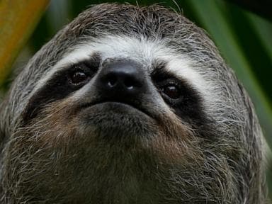 Bệnh tật, lạnh giết chết gần 30 con lười tại kho nhập khẩu Florida